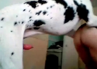 Dalmatian and a horny zoophile