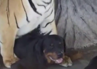 Big tiger is trying to fuck a black dog