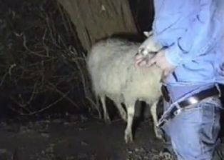 Trying to get sucked by cutest lamb