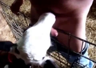 Cute white lamb nicely licks a hard cock