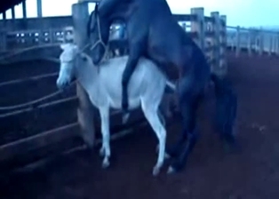Mule got hardly fucked by huge stallion
