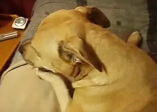 Hard male cock fills out tight ass of a dog