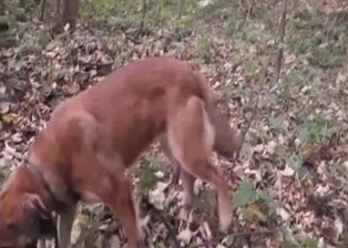 Fat zoofil and trained dog love outdoor sex