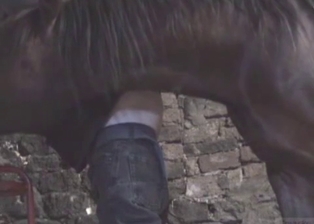 Stallion cums a huge load in zoophile ass