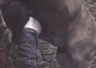 Stallion cums a huge load in zoophile ass