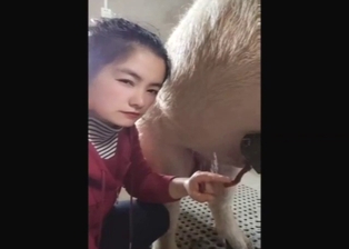 Chinese lady taking care of a pig's hot penis