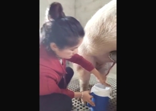 Chinese lady taking care of a pig's hot penis