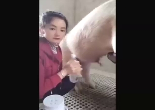 Chinese lady taking care of a pig's hot penis