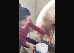 Chinese lady taking care of a pig's hot penis