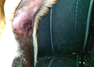 Guy is happy to fuck a female dog with passion