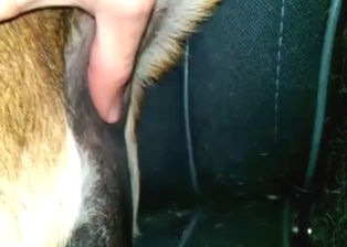 Guy is happy to fuck a female dog with passion