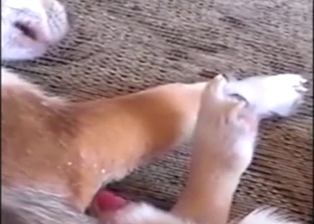 Dog blows a load while it rests, feels taboo