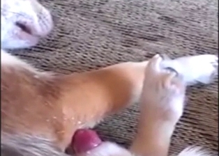 Dog blows a load while it rests, feels taboo