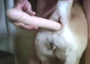 Guy is going to use a dildo to stretch out a dog