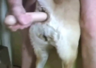 Guy is going to use a dildo to stretch out a dog