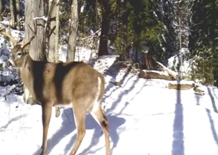 Auto-fellation session from a buck, all sexy