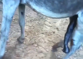 Donkey vs mule fucking session with close-ups