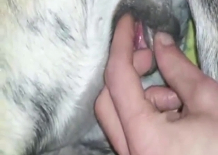 Bitch-ass animal getting fingered with passion