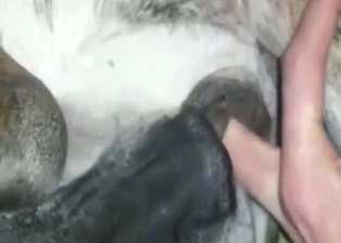 Bitch-ass animal getting fingered with passion