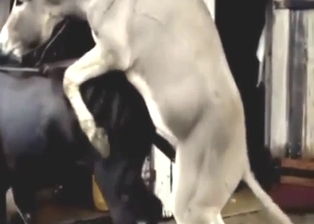 Donkey fucking with a horse, it's a breeding sesh