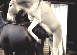 Donkey fucking with a horse, it's a breeding sesh