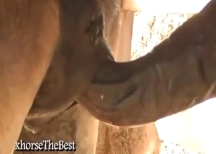 Animal-on-animal fucking that keeps you hot