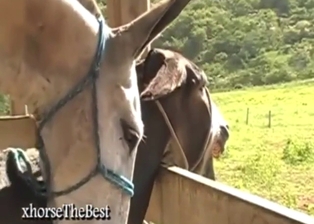 Animal-on-animal fucking that keeps you hot