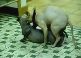 Sphinx cats enjoy a lengthy fucking session today