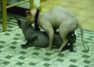 Sphinx cats enjoy a lengthy fucking session today