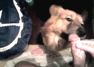 Suckjob from a dog in a kinky porn movie