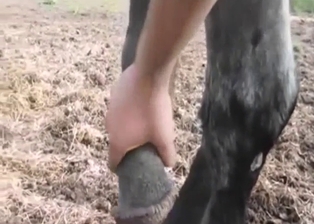 Sexed-up animal shows its huge penis outside