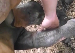 Sexed-up animal shows its huge penis outside