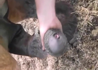 Sexed-up animal shows its huge penis outside