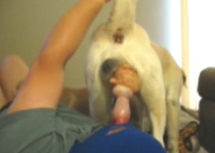Dude treats a sexy dog to his hottest blowjob