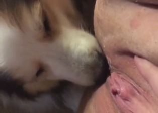 Close-up dog licking session with a kinky beast
