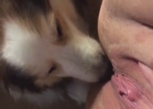 Close-up dog licking session with a kinky beast