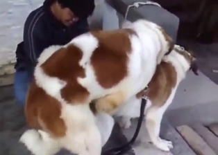 St. Bernard banging session with dog-on-dog XXX