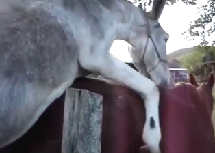 Brown mare is happy to take a donkey's cock