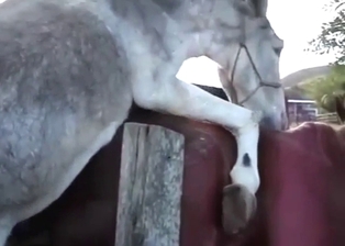 Brown mare is happy to take a donkey's cock