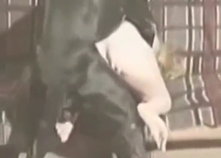 Dog is going to fuck a horny, fertile blonde