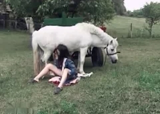 Stallion sucked by a hot young babe