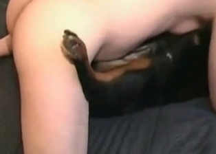 Dog licks a hard boner of a horny owner