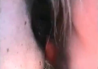 Vagina hardly drilled by horny pony