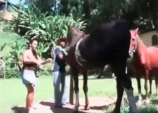 Stallion in the awesome bestiality action