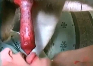 Animal sex action in close up angle