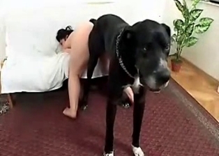 Puppy and BBW in bestiality action