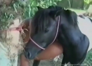 Jerking horse prick with love