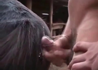 Awesome female in amazing bestiality porn