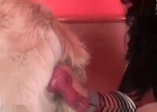 Dog cums in a wide opened mouth