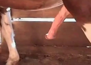Horse cums a massive load of semen